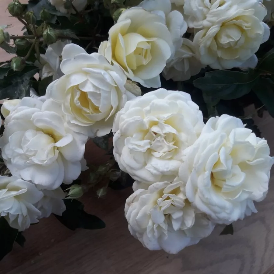 PARKOVNE VRTNICE - GRMASTE VRTNICE - Roza - Château de Munsbach - vrtnice - proizvodnja in spletna prodaja sadik