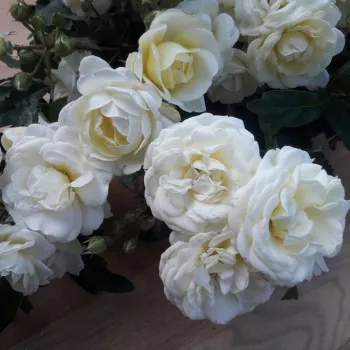 Krémfehér - parkrózsa - diszkrét illatú rózsa - -