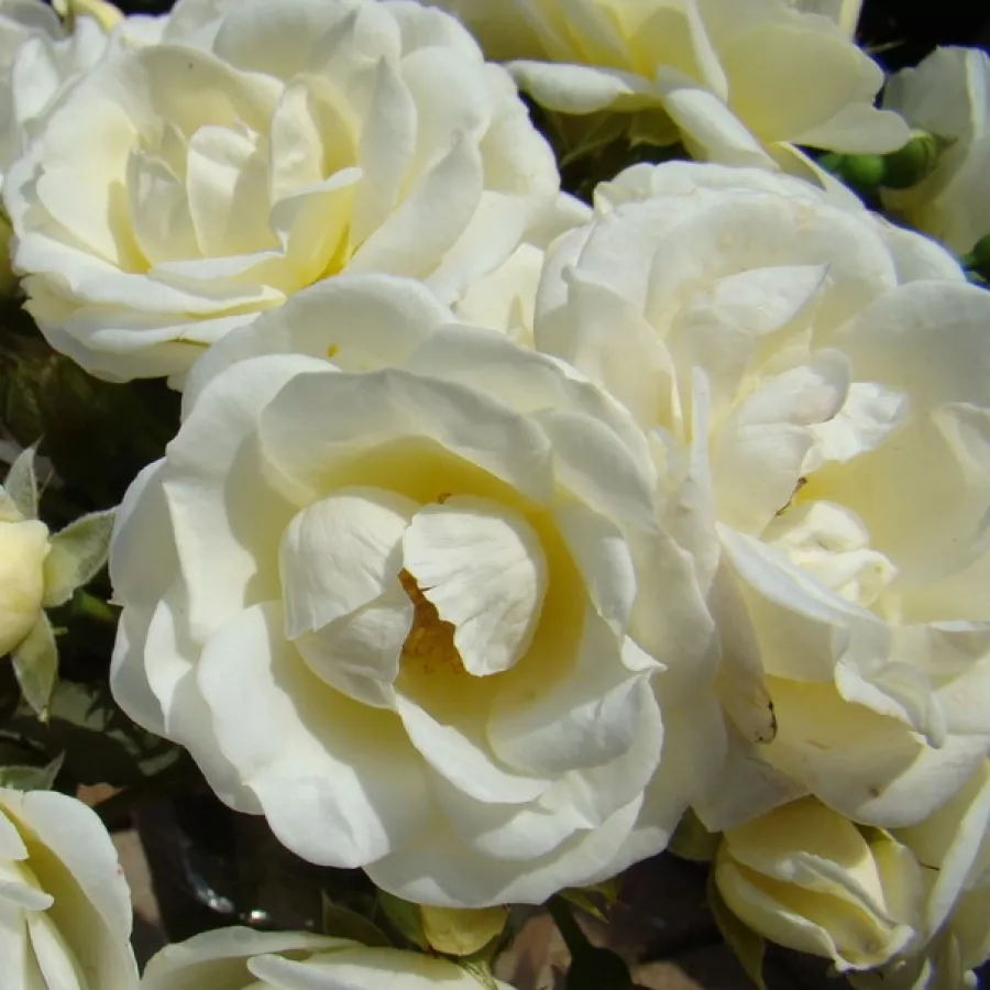 Csésze - Rózsa - Château de Munsbach - online rózsa vásárlás