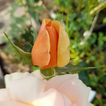 PROF. KOWNAS – orange Teehybride-Rose - Żyła