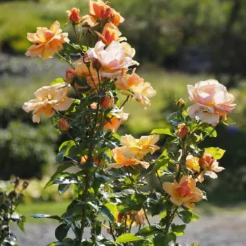 Gleichmäßiger, lebhafter Orangeton mit feinem goldenen Schimmer. - teehybride rose - leicht, zurückhaltend duftende rose - angenehm, blumiger Charakter