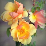 Hybrydowa róża herbaciana - róża o dyskretnym zapachu - - - sadzonki róż sklep internetowy - online - Rosa Prof. Kownas - pomarańczowy