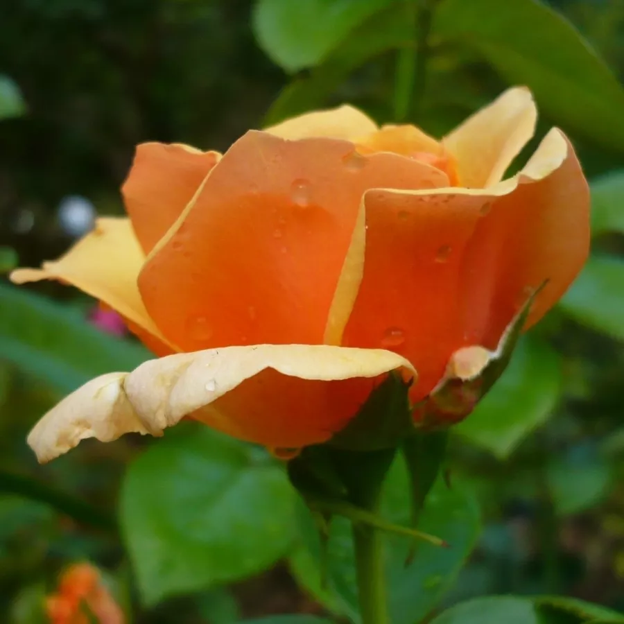 Hybrydowa róża herbaciana - Róża - Prof. Kownas - sadzonki róż sklep internetowy - online