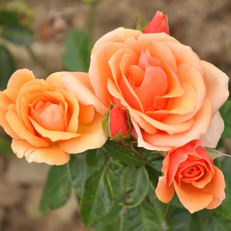 Narancssárga - Rózsa - Prof. Kownas - online rózsa vásárlás