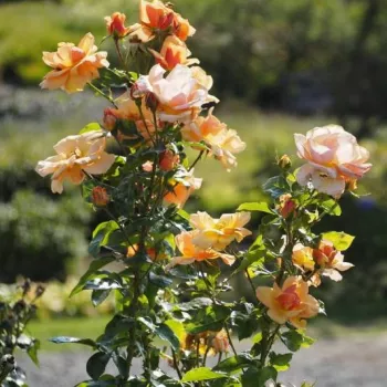 Narancssárga - rózsaszín árnyalat - teahibrid rózsa - diszkrét illatú rózsa - barack aromájú