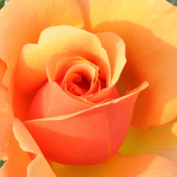 Narudžba ruža - narancssárga - teahibrid rózsa - diszkrét illatú rózsa - Prof. Kownas - (90-120 cm)