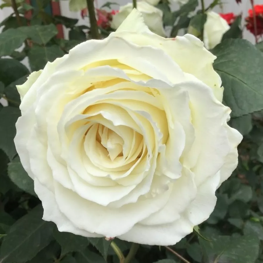 Bela - Roza - Tineke - vrtnice - proizvodnja in spletna prodaja sadik