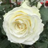 Blanco - rosales híbridos de té - rosa sin fragancia - Rosa Tineke - comprar rosales online