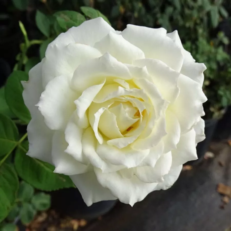 Hibridna čajevka - Ruža - Tineke - sadnice ruža - proizvodnja i prodaja sadnica