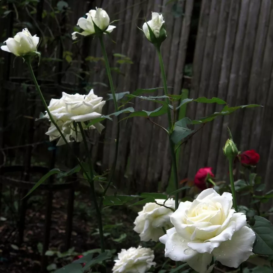 Rosa sin fragancia - Rosa - Tineke - comprar rosales online