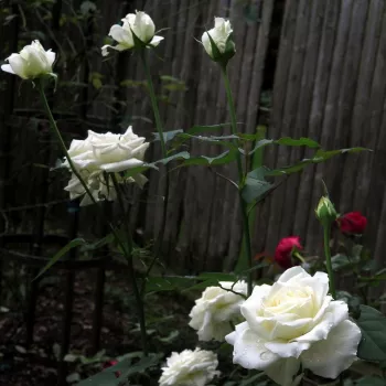 Rosa Tineke - bela - vrtnice čajevke