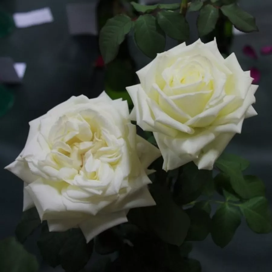 VRTNICE ČAJEVKE - Roza - Tineke - vrtnice - proizvodnja in spletna prodaja sadik