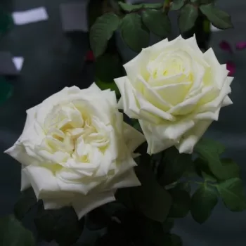 Biały - hybrydowa róża herbaciana   (90-120 cm)
