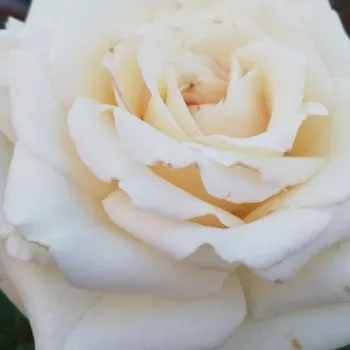 Rózsa kertészet - fehér - teahibrid rózsa - nem illatos rózsa - Tineke - (90-120 cm)