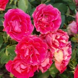 Jarko crveno - bijela - patuljasta - mini ruža - bezmirisna ruža - Rosa Spanish Caravan - naručivanje i isporuka ruža