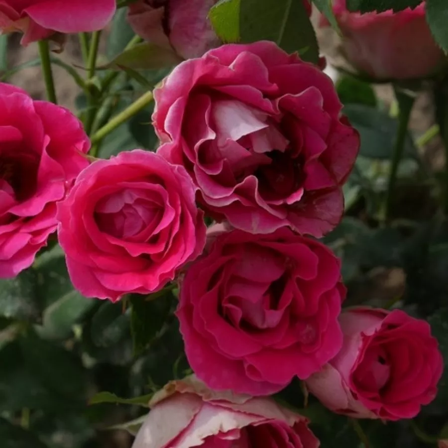 Karłowa - róża miniaturowa - Róża - Spanish Caravan - sadzonki róż sklep internetowy - online