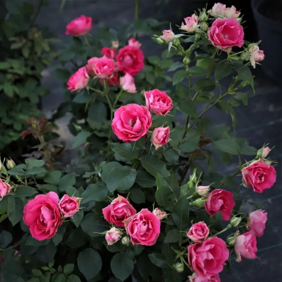Vörös - fehér - Rózsa - Spanish Caravan - online rózsa vásárlás
