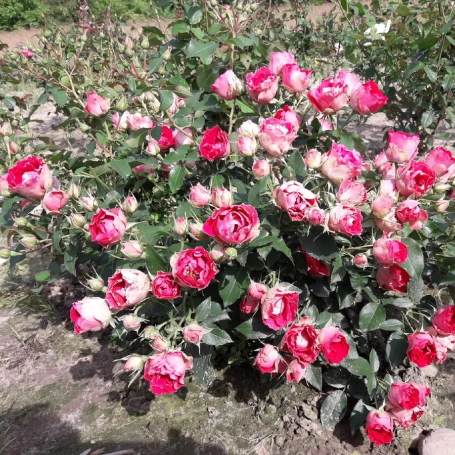 Félig telt virágú - Rózsa - Spanish Caravan - online rózsa vásárlás