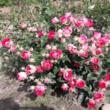 Jarko crvena - bijela poleđina latica - patuljasta - mini ruža   (30-50 cm)