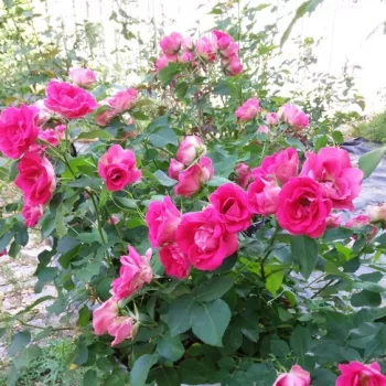 Rosen Online Gärtnerei - vörös - fehér - törpe - mini rózsa - nem illatos rózsa - Spanish Caravan - (30-50 cm)