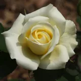 Rumena - pritlikava - miniaturna vrtnica - vrtnica brez vonja - Rosa Patronus - vrtnice - proizvodnja in spletna prodaja sadik