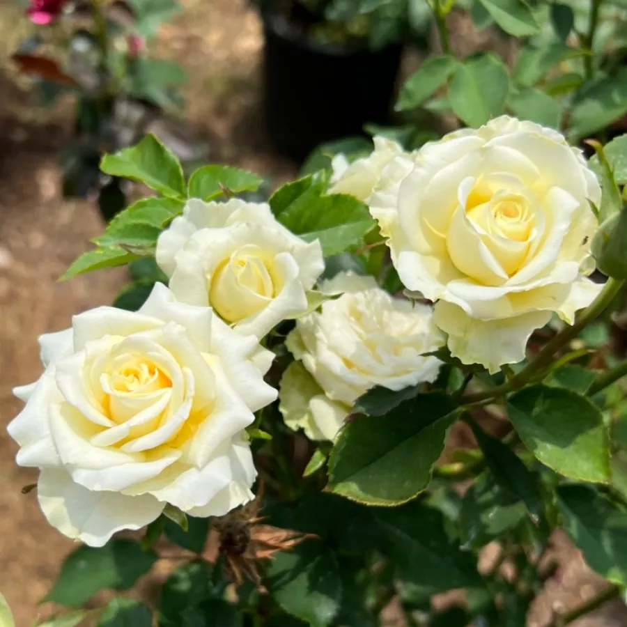 Pritlikava - miniaturna vrtnica - Roza - Patronus - vrtnice - proizvodnja in spletna prodaja sadik