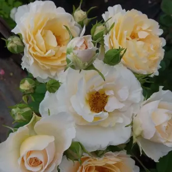 Rosa Patronus - sárga - törpe - mini rózsa
