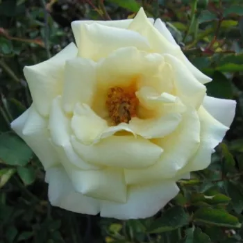 Világos sárga - törpe - mini rózsa   (30-40 cm)