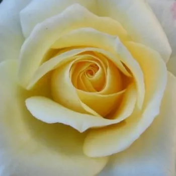 Narudžba ruža - törpe - mini rózsa - nem illatos rózsa - Patronus - sárga - (30-40 cm)