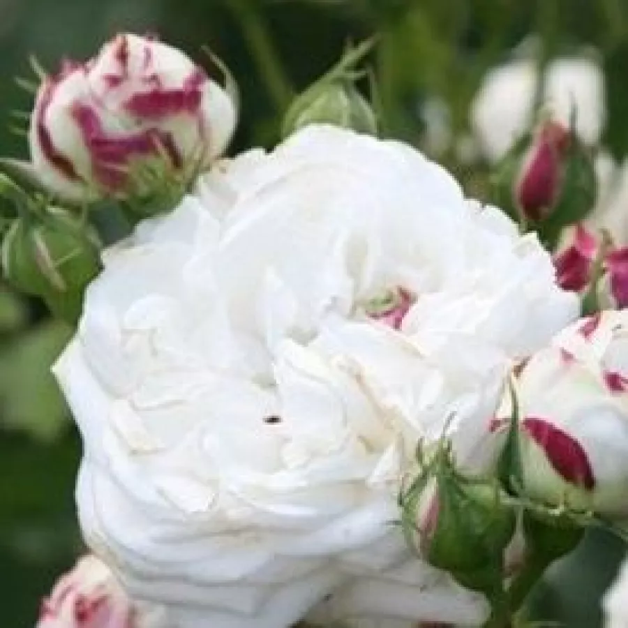 Fehér - Rózsa - Boule de Neige - Online rózsa rendelés