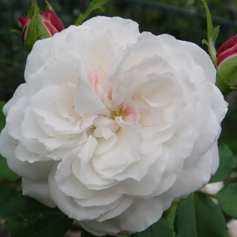 Bílá - Růže - Boule de Neige - 