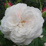 Biały - róża pienna - Rosa Boule de Neige - róża z intensywnym zapachem