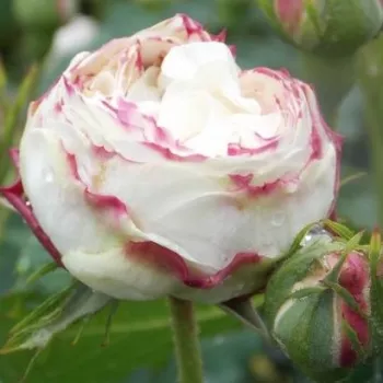 Rosa Boule de Neige - biely - stromčekové ruže - Stromkové ruže s kvetmi anglických ruží