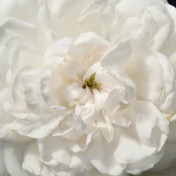 Róże pienne, róże na pniu - biały - róża noisette - Boule de Neige - róża z intensywnym zapachem