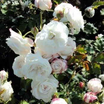 Bílá - stromkové růže - Stromkové růže s květy anglických růží