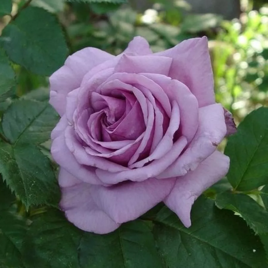 Róża o dyskretnym zapachu - Róża - Song of Paris - sadzonki róż sklep internetowy - online