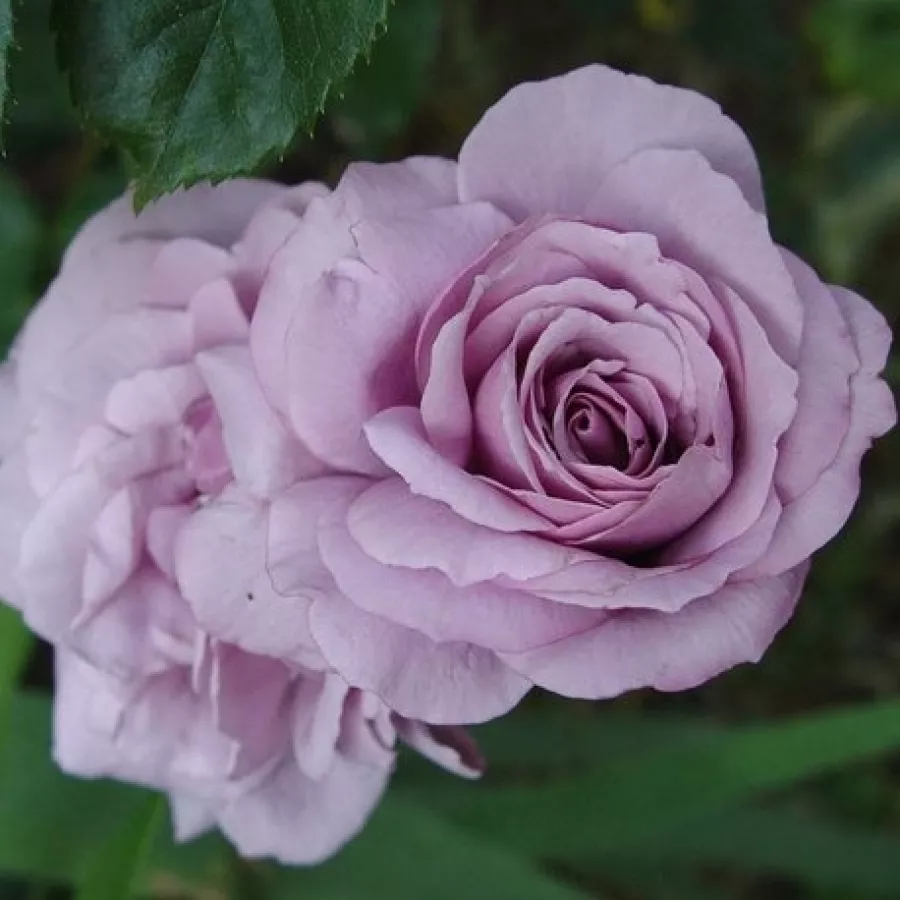 Edelrosen - teehybriden - Rosen - Song of Paris - rosen online kaufen