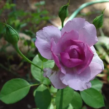 Rosa Song of Paris - morado - rosales híbridos de té