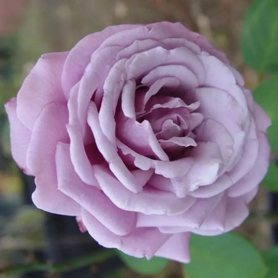Pojedyncze - Róża - Song of Paris - sadzonki róż sklep internetowy - online