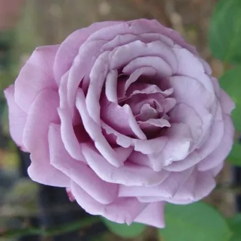 Ljubičasta - ružičasta nijansa - hibridna čajevka - ruža diskretnog mirisa - voćna aroma