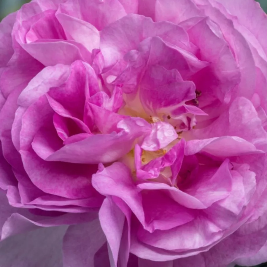 André Delbard-Chabert - Róża - Song of Paris - sadzonki róż sklep internetowy - online
