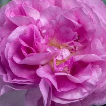 Online rózsa kertészet - teahibrid rózsa - diszkrét illatú rózsa - Song of Paris - lila - (90-120 cm)