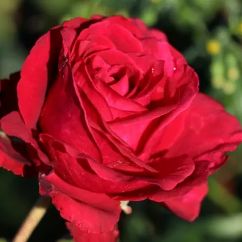 SIMPLY STUNNING – kárminpiros teahibrid rózsa - Delbard