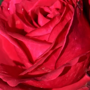 Online rózsa kertészet - kárminpiros - közepes erősségű, jól érezhető illatú rózsa - Simply Stunning - teahibrid rózsa - (80-120 cm)