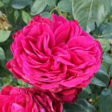 Hibridna čajevka - ruža diskretnog mirisa - - - sadnice ruža - proizvodnja i prodaja sadnica - Rosa Simply Stunning - jarko crvena