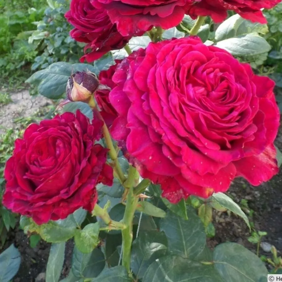 Hibridna čajevka - Ruža - Simply Stunning - naručivanje i isporuka ruža