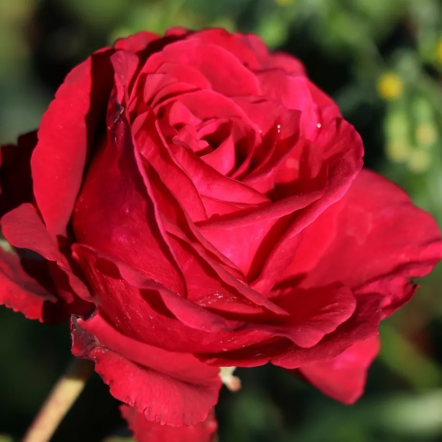 šaličast - Ruža - Simply Stunning - sadnice ruža - proizvodnja i prodaja sadnica