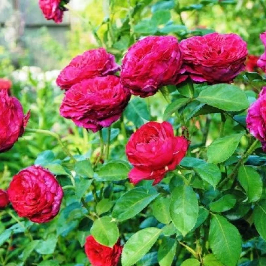 Samostojeći - Ruža - Simply Stunning - sadnice ruža - proizvodnja i prodaja sadnica