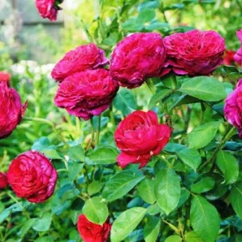 Rdeča - vrtnice čajevke - diskreten vonj vrtnice - -