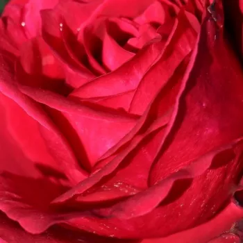 Online rózsa vásárlás - vörös - teahibrid rózsa - diszkrét illatú rózsa - Simply Stunning - (80-100 cm)